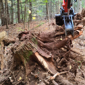 stump removal